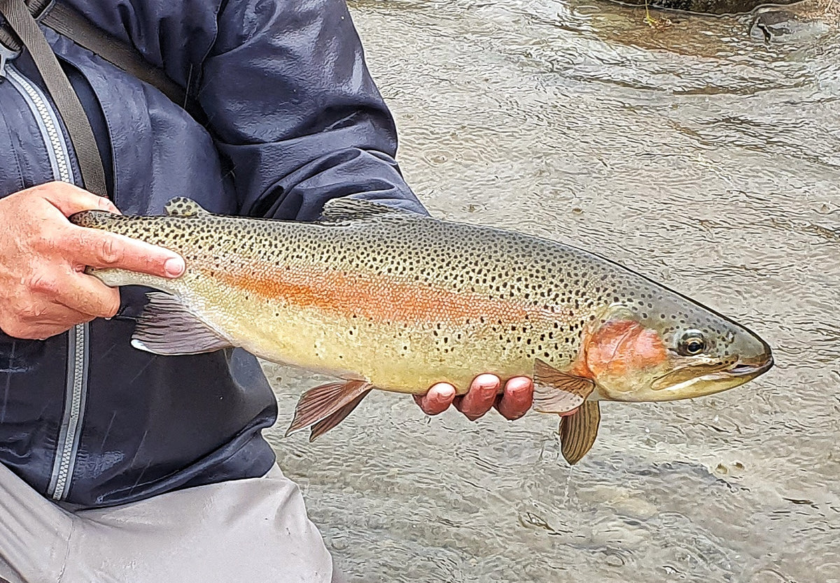 Fly Fishing New Zealand - The early season run down 2020/2021 – Flytackle NZ