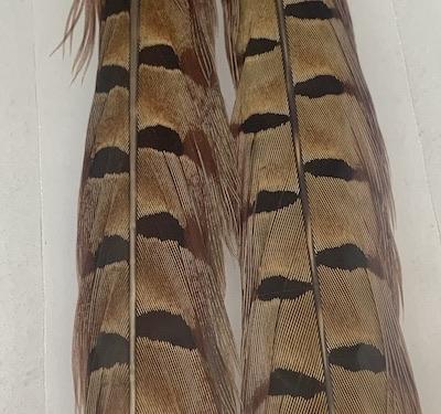 Wapsi Pheasant Tail Feathers Pair - Flytackle NZ