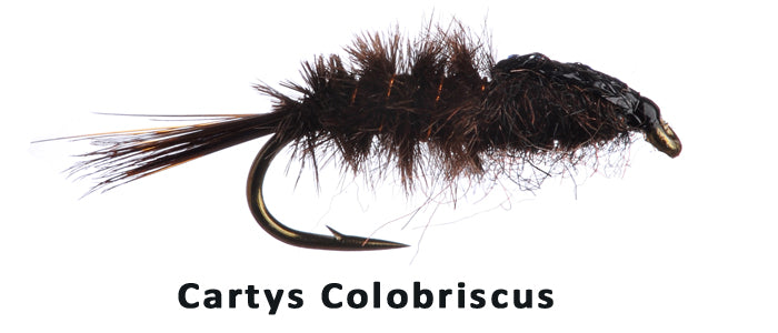 Cartys Colobriscus #14 - Flytackle NZ