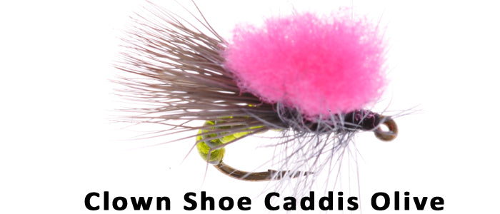 Clown Shoe Caddis olive #16 - Flytackle NZ
