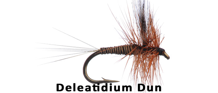 Deleatidium Dun - Flytackle NZ