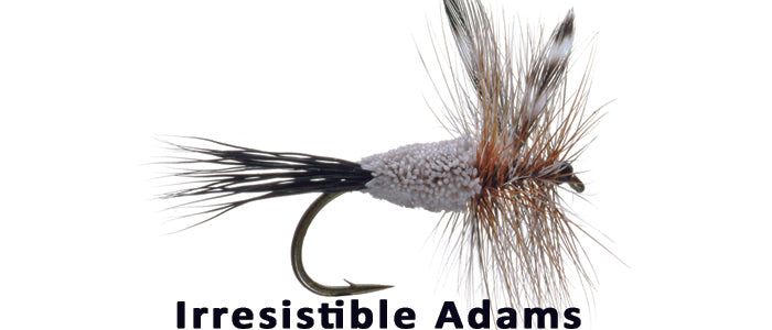 Irresistible Adams – Flytackle NZ