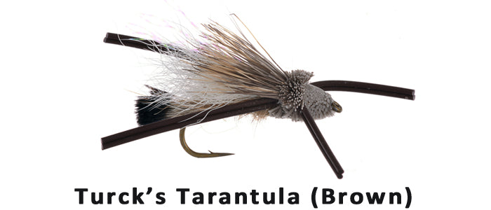 Turck's Tarantula (brown) - Flytackle NZ